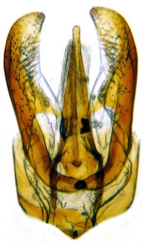 Anthrenus angustefasciatus